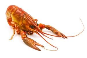 Boiled Crayfish or Freshwater lobster on a white background. photo