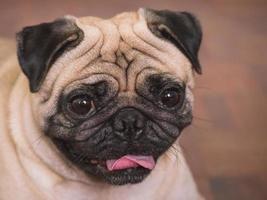 Close up of Adorable pug dog, 3 year old.