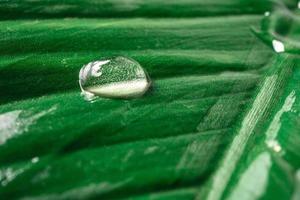 Close up of rain drop on natural green leaf background photo