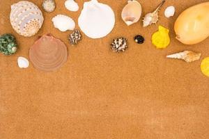 Top view of Seashells on brown board background. photo