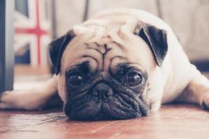 Close up face of cute pug puppy dog sleeping on wooden floor. Vintage tone photo