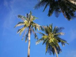 escena de la naturaleza de verano, plantas tropicales, palmeras de coco sobre fondo de cielo azul. foto