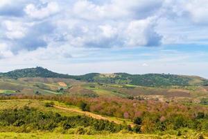 las flores de cerezo están floreciendo en la montaña en phu lom lo, provincia de phitsanulok, tailandia. foto