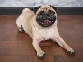 adorable perro pug tirado en el suelo en casa, de 3 años, mirando la cámara foto