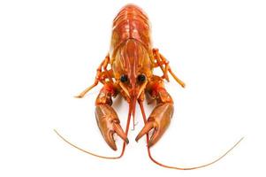 Boiled Crayfish or Freshwater lobster on a white background. photo