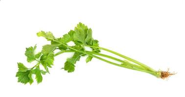 Fresh celery with root isolated on white background ,green leaves pattern photo