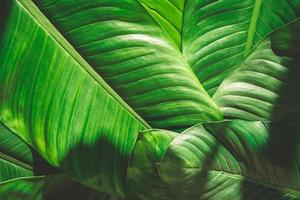 Close up of natural green leaves background, tropical foliage texture. photo