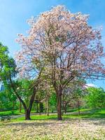 Flowers of pink trumpet trees are blossoming in  Public park of Bangkok, Thailand photo