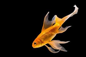 Goldfish isolated on black background photo