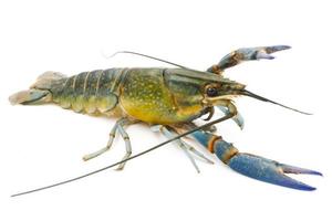 Crayfish or Freshwater lobster on a white background. photo