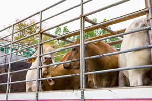 Truck Transport Beef Cattle Cow livestock photo