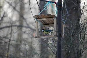 teta en el comedero de pájaros de madera en el parque en invierno. lindo titmouse en el comedero para pájaros foto