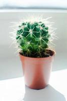 Close up of beautiful cactus Echinocactus in the sun on the window. photo