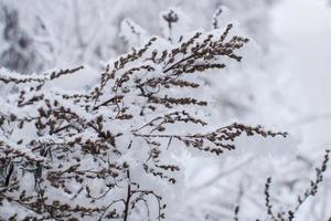 Fluffy snow on the branches of a tree. Winter landscape. Texture of ice and snow. photo