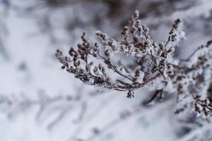 Fluffy snow on the branches of a tree. Winter landscape. Texture of ice and snow. photo