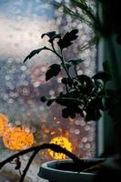 Drops of rain on window with flower and abstract lights photo