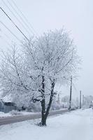 Fluffy snow on the branches of a tree. Winter landscape. Texture of ice and snow. photo