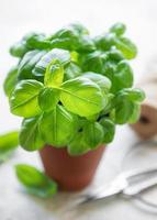 Young fresh basil in pots. photo