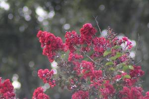 Red flowers trees background green photo