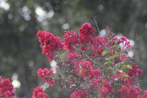 Red flowers trees background green photo
