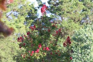 Red flowers trees background green photo