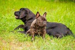 Two dogs on the grass, a French bulldog in focus and a black Labrador retriever in defocus. photo