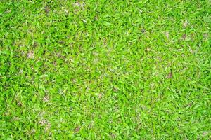 Green grass texture for background. Green lawn pattern and texture background. photo