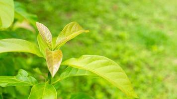 Close-up young leaves of a branched avocado tree in a garden with morning sunlight, background green leaf avocado, natural light, and green blur. photo