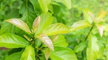 hojas jóvenes de primer plano de un árbol de aguacate ramificado en un jardín con luz solar matutina, aguacate de hoja verde de fondo, luz natural y desenfoque verde. foto