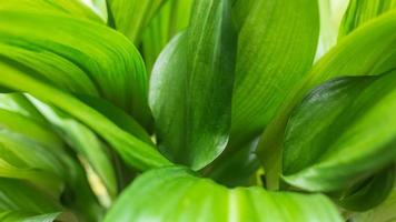 Close-up green leaves color and blurred greenery leaf in nature. Tropical foliage and overlapping leave an Abstract natural floral Background concept. photo