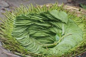 Betel leaf. Piper betle. It is a vine of the family Piperaceae, which includes pepper and kava. photo