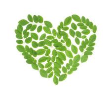 Love shape Drumstick Leaves. Moringa Olefera, Moringa Leaves in a white background photo