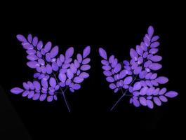 Drumstick Leaves, Moringa Olefera, Moringa Leaves in a black background photo