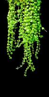 Green Senecio rowleyanus house Plant leaves. photo