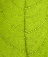 The pattern of green leaf's structure. photo