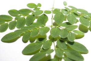 Drumstick Leaves, Moringa Olefera, Moringa Leaves in a white background photo