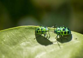 apareamiento de escarabajos de hoja foto