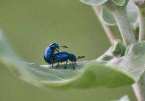 Leaf Beetles Mating. photo