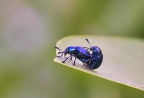 Leaf Beetles Mating. photo