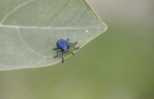 Leaf Beetles in bangladesh. photo