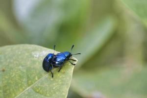 Leaf Beetles Mating. photo