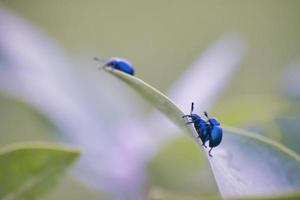 Leaf Beetles Mating. photo