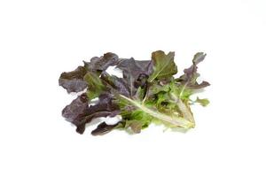 red oak leaf lettuce on white background photo
