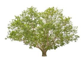 Bodhi Tree isolated on white background photo