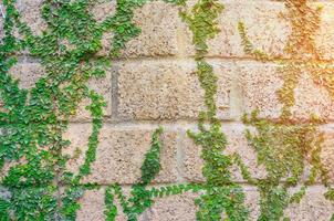 ivy and wall with morning sunlight,Abstract background photo