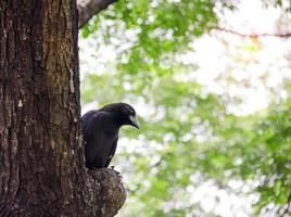 crow or raven on bokeh nature background, black bird photo