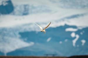 pájaro golondrina de mar ártico o pájaro kria volando y pescando peces del mar en el verano de islandia foto