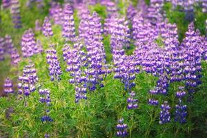 Purple Lupin wildflower blooming in field on early summer in Iceland photo