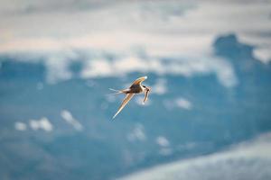 pájaro golondrina de mar ártico o pájaro kria volando y pescando peces del mar en el verano de islandia foto