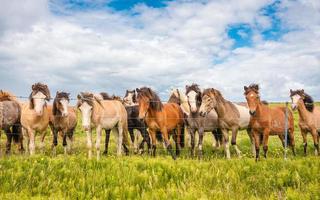 manada de caballos islandeses de pie en el campo en la granja del paisaje escénico de islandia foto